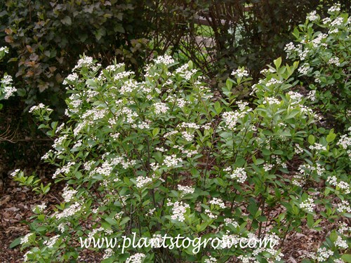 Autumn Magic Chokeberry (Aronica melanocarpa)  
(mid June)
